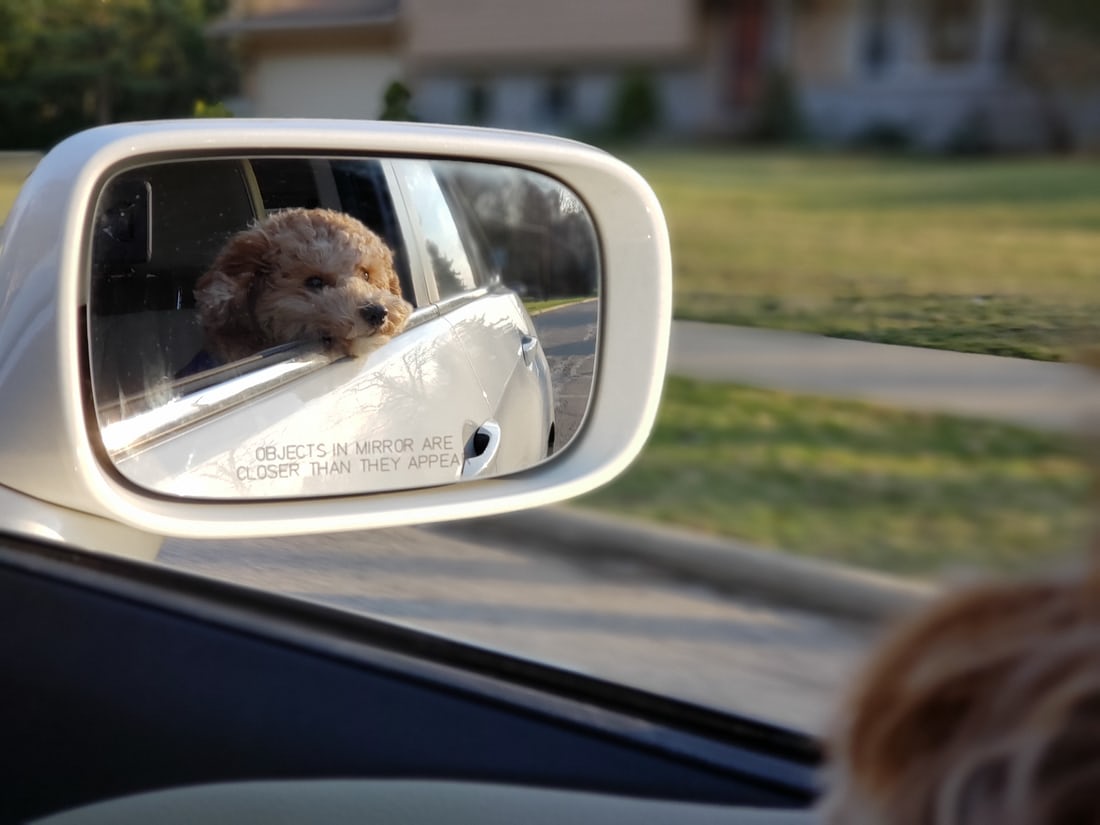 kaip vežti šunį automobilyje?