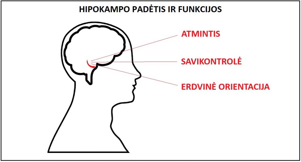 hipokampas smegenys