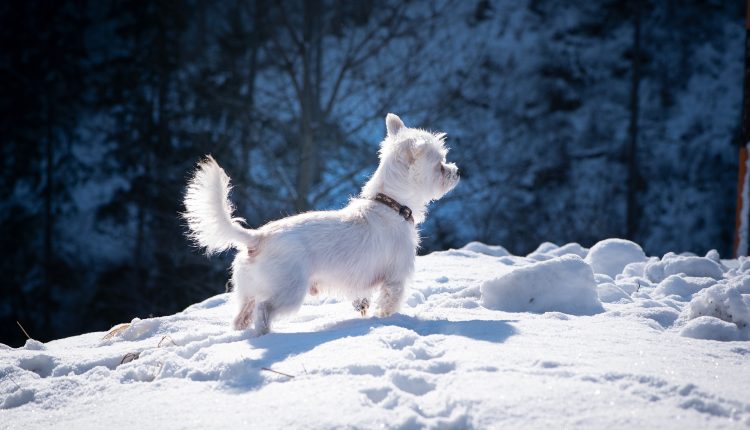 šuo žiemą