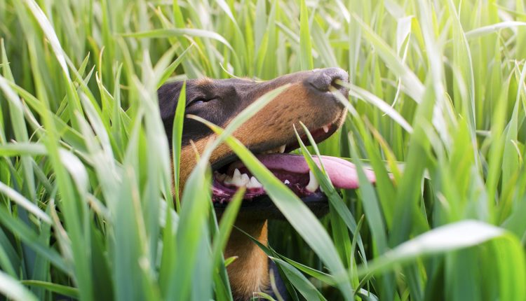 Šuo ėda žolę.